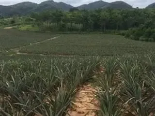 For sale land in Hua Hin, Prachuap Khiri Khan