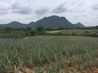 For sale land in Hua Hin, Prachuap Khiri Khan