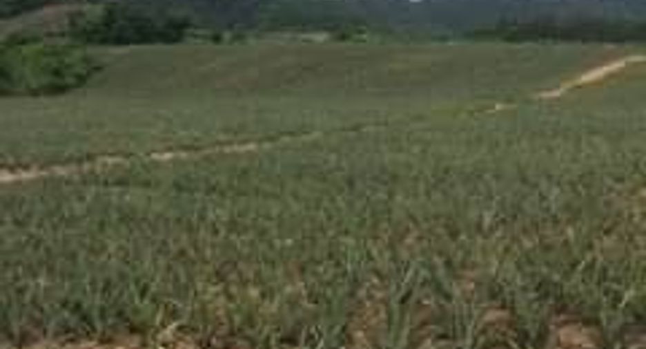 出售 土地 在 华欣, 班武里府