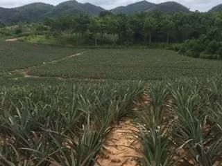出售 土地 在 华欣, 班武里府