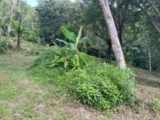 For sale land in Kathu, Phuket
