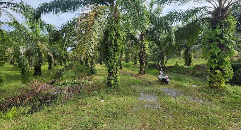 For sale land in Takua Thung, Phang Nga