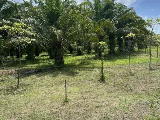 出售 土地 在 Takua Thung, Phangnga