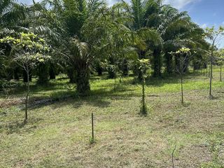 For sale land in Takua Thung, Phang Nga