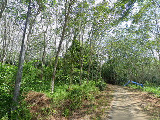 For sale land in Thalang, Phuket
