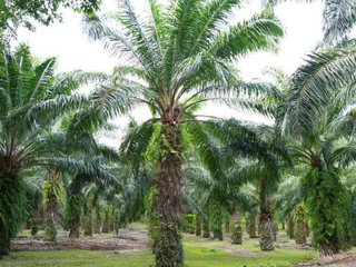 For sale land in Thalang, Phuket