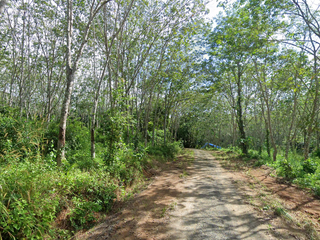 For sale land in Thalang, Phuket