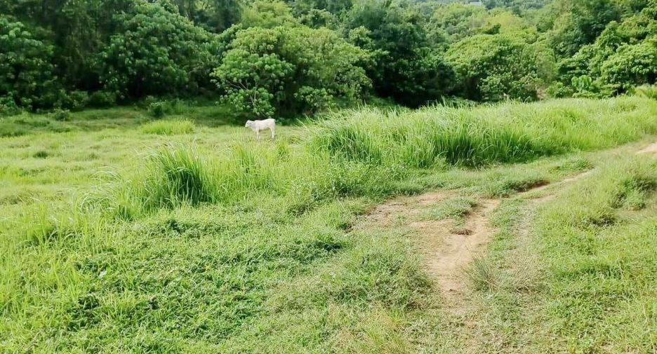 For sale land in Thalang, Phuket