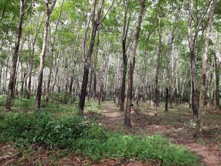 For sale land in Thalang, Phuket