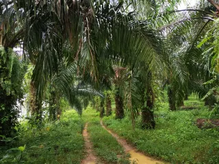 For sale land in Thai Mueang, Phang Nga