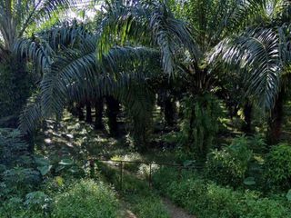 For sale land in Thai Mueang, Phang Nga
