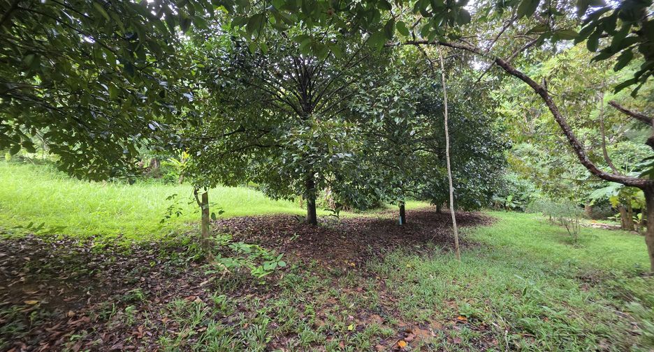 For sale land in Thalang, Phuket