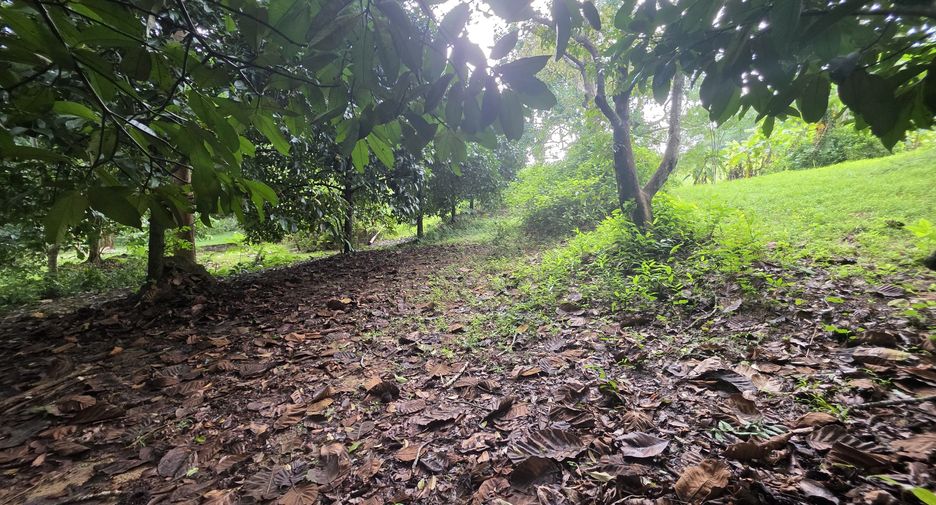 For sale land in Thalang, Phuket