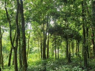 For sale land in Ko Yao, Phang Nga