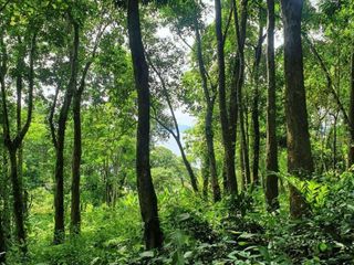 For sale land in Ko Yao, Phang Nga