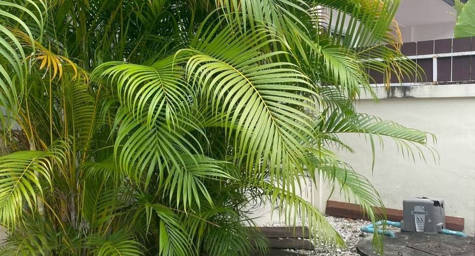 For rent 3 bedrooms townhouse in Thalang, Phuket