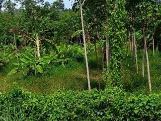 For sale land in Thalang, Phuket