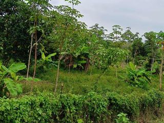 For sale land in Thalang, Phuket