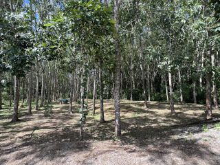 For sale land in Thalang, Phuket