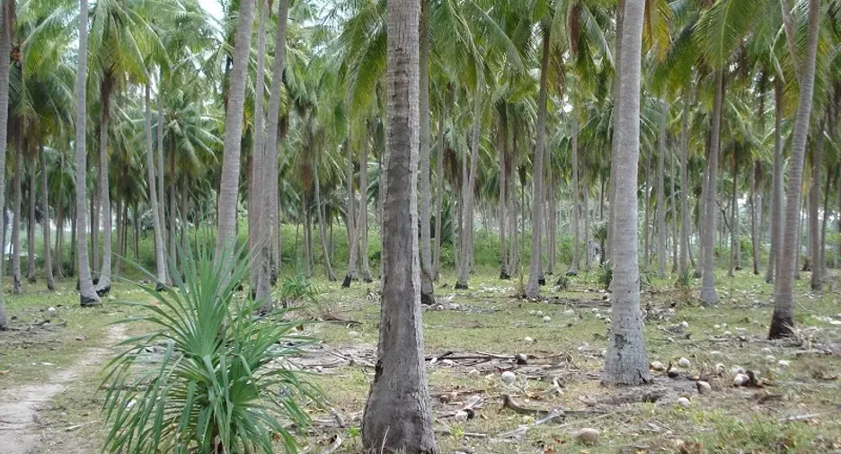 出售 土地 在 Ko Lanta, Krabi
