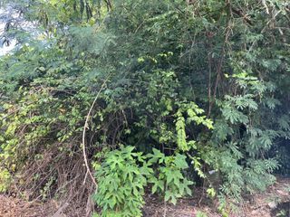 For sale land in Thawi Watthana, Bangkok