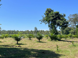 出售 土地 在 Takua Pa, Phangnga
