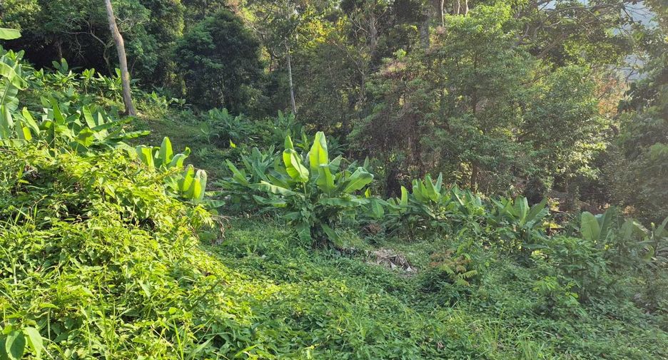 For sale land in Kathu, Phuket