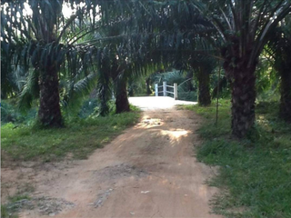 For sale land in Takua Pa, Phang Nga