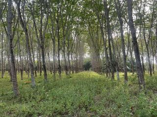 For sale land in Takua Thung, Phang Nga
