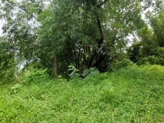 For sale land in Kathu, Phuket