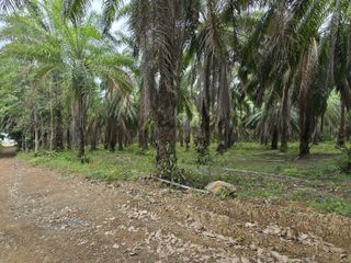 Grundstück zum Kauf in Takua Thung, Phang Nga