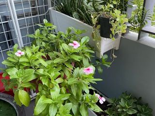 Condo en venta de 1 habitaciones en Bang Na, Bangkok