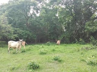 For sale land in Hang Dong, Chiang Mai