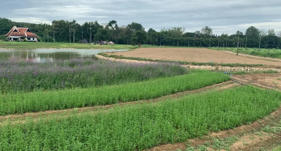 Terreno en venta en Mae Taeng, Chiang Mai