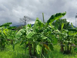 Grundstück zum Kauf in Mae Rim, Chiang Mai