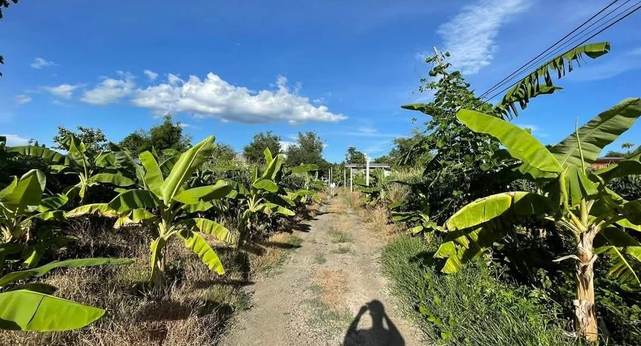 For sale land in San Sai, Chiang Mai
