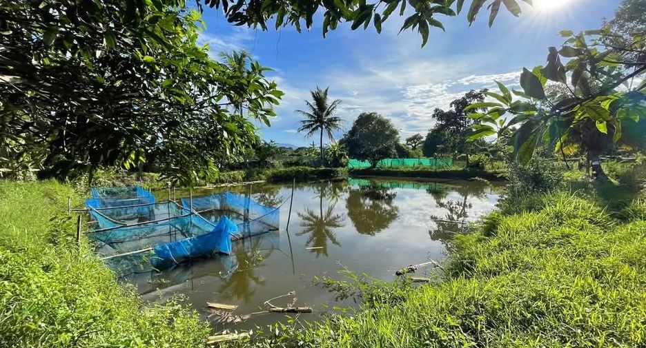 For sale land in San Sai, Chiang Mai