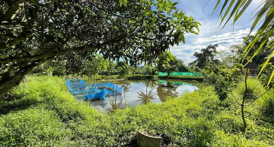 For sale land in San Sai, Chiang Mai