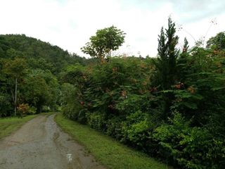 For sale land in Mae Taeng, Chiang Mai
