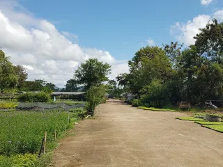 出售 土地 在 San Sai, Chiang Mai