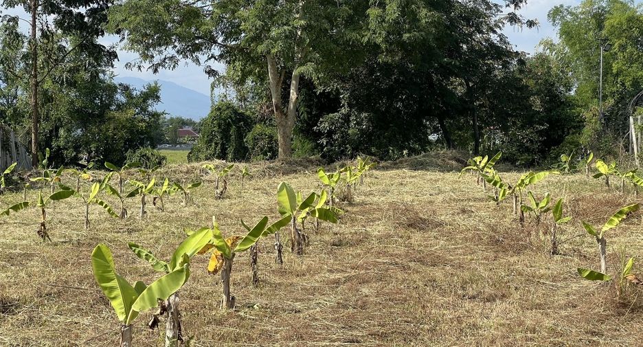 For sale land in San Kamphaeng, Chiang Mai