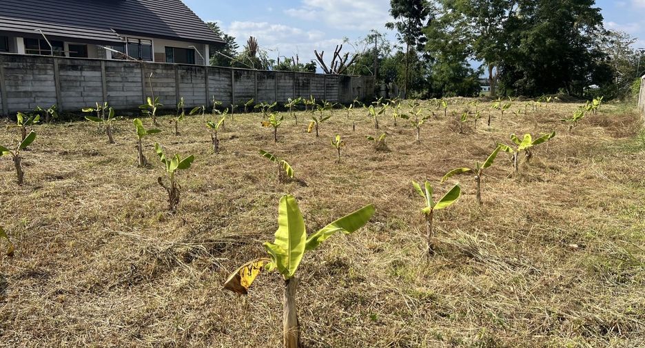 For sale land in San Kamphaeng, Chiang Mai