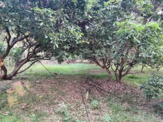 For sale land in San Kamphaeng, Chiang Mai