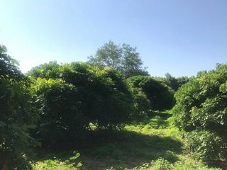 For sale land in Mae Rim, Chiang Mai