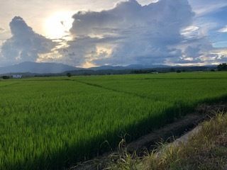 For sale land in Mae Rim, Chiang Mai