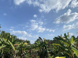出售 土地 在 Mae Rim, Chiang Mai