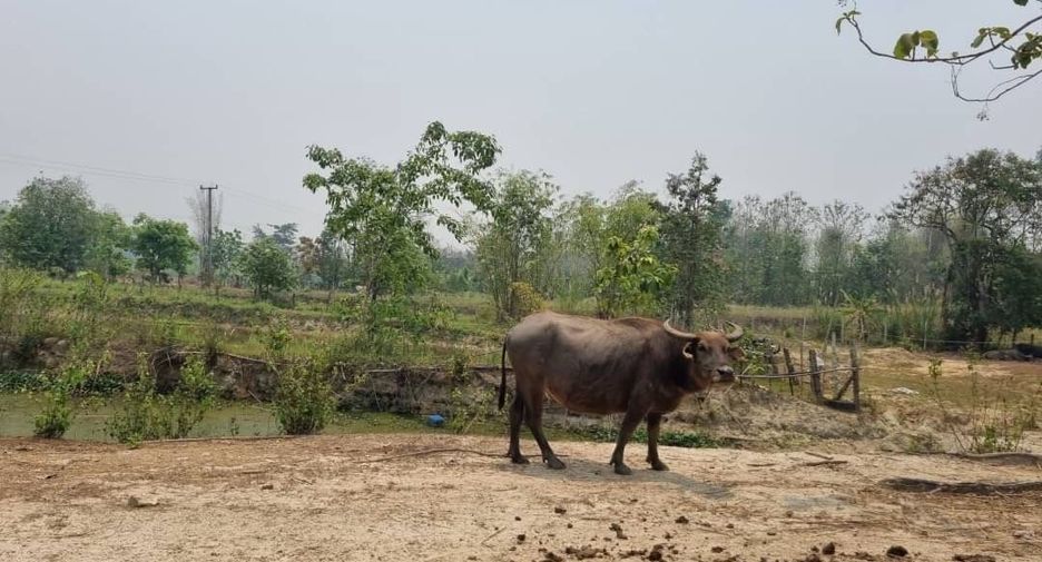 Terreno en venta en Mae Taeng, Chiang Mai