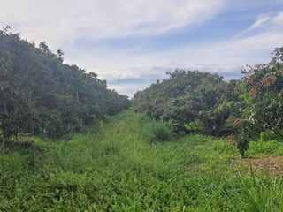 For sale land in San Pa Tong, Chiang Mai