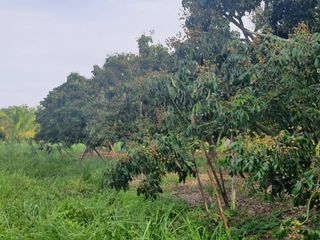 For sale land in San Pa Tong, Chiang Mai