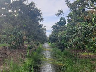 For sale land in San Pa Tong, Chiang Mai